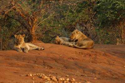 Lions relax