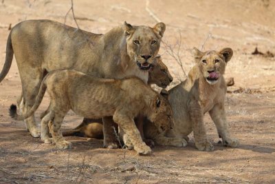 Lioness with loud cubs