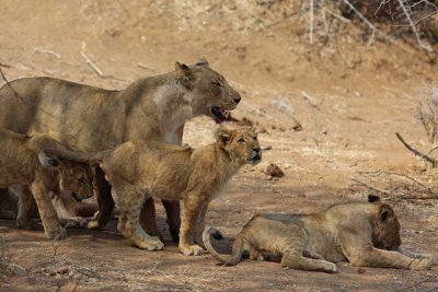 Lioness with cubs