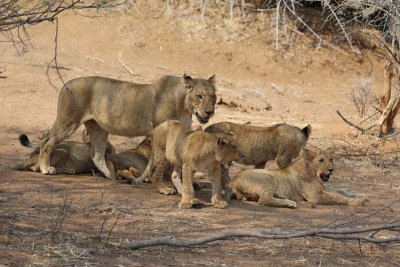 Lioness with cubs