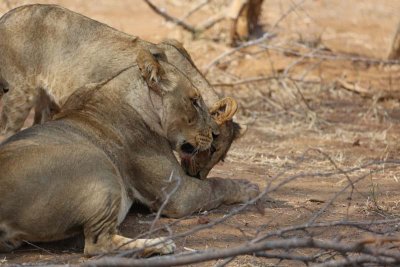 Cub licks lioness