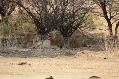 Male snarls at cubs