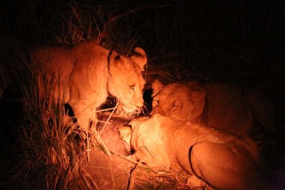 Lions eat bush pig