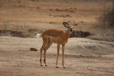 Impala alarm