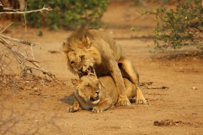 Lions mating