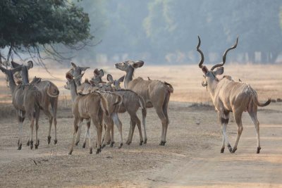 Kudu with large male