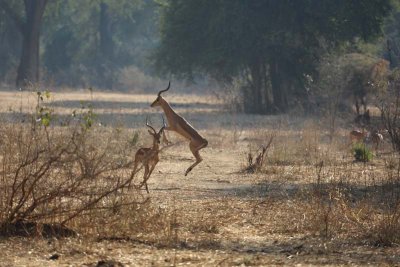 Rocking horse impala