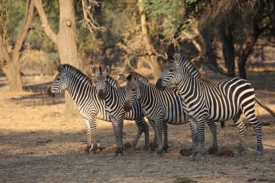 Zebra family