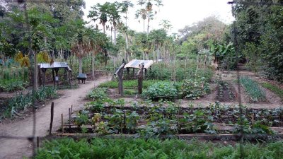 Vegetable garden for our meals