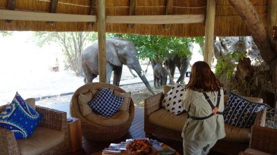 Elies come to camp at Bilimungwe