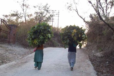 Women carrying foliage (also for burning)