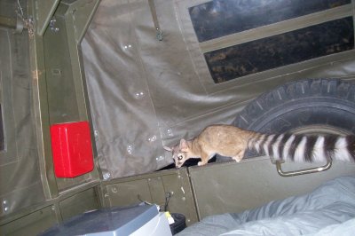 Ringtail Cat entering our camper
