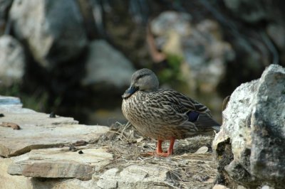 Duck near timeshare
