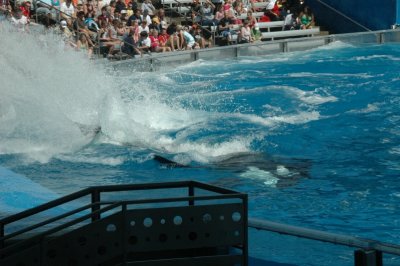 Sea World Shamu Show