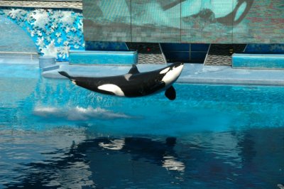 Sea World Shamu Show