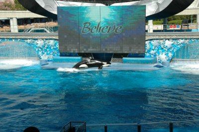 Sea World Shamu Show