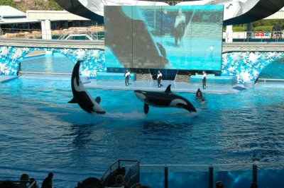 Sea World Shamu Show