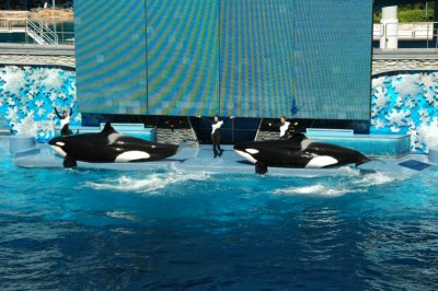 Sea World Shamu Show