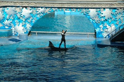 Sea World Shamu Show