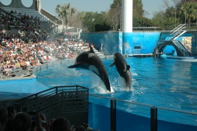 Sea World Shamu Show