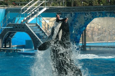 Sea World Shamu Show