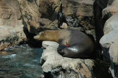 Sea World