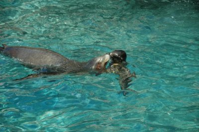 Sea World