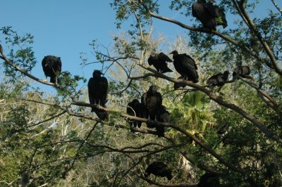 Animal Kingdom