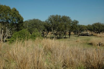 Animal Kingdom