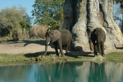 Animal Kingdom