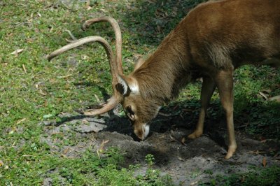 Animal Kingdom