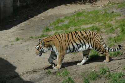 Animal Kingdom