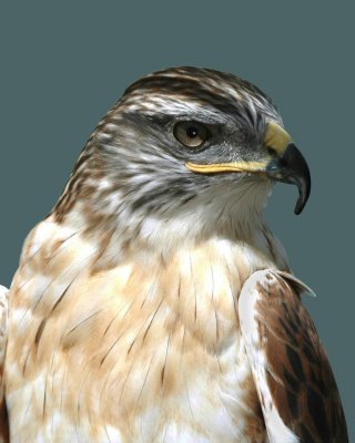 Hawk