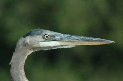 Heron