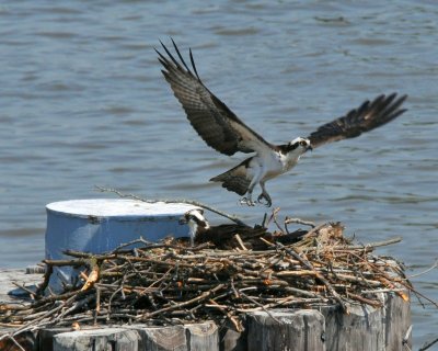 Osprey pair