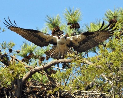 Osprey coming off nest