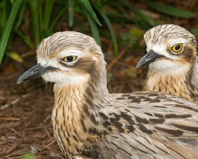 Stone Curlews