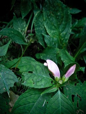 IMG_1644 edit.jpg