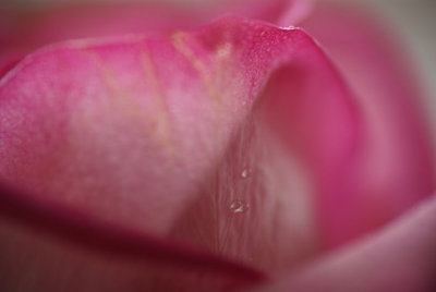 Rose petal with water droplets