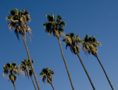 Seven Palms by LouW