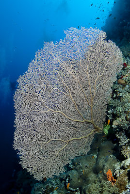 Gorgonia - Gorgonian Fan Corals