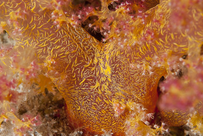 Coral  mole - Soft coral