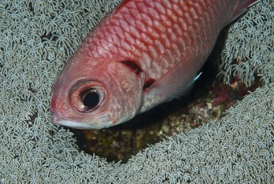 Fogueira - White-edged soldierfish (Myripristis murdjan)