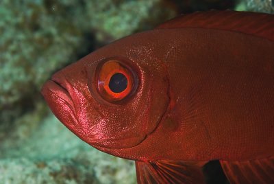 Olho de co - Common Bigeye (Priacanthus hamrur)