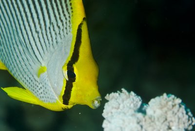 Borboleta - Blackbacked butterflyfish (Chaetodon melannotus)