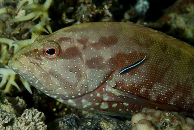 Garoupa - Gabriella's grouper (Epinephelus gabriellae)