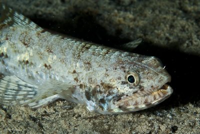 Peixe lagarto - Variegated lizardfish (Synodus variegatus)