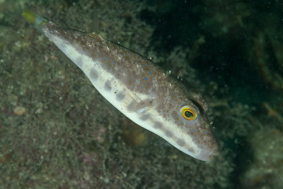 Baiacu-pinima - Bandtail Puffer (Sphoeroides spengleri)