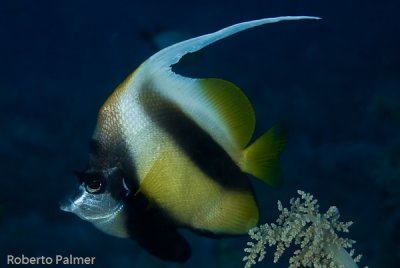 Borboleta - Red Sea bannerfish (Heniochus diphreutes)