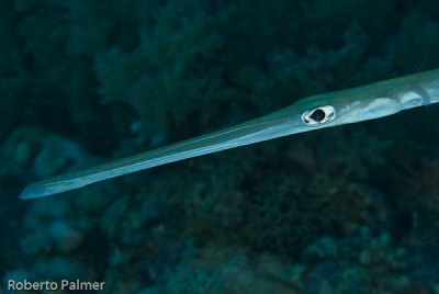 Trombeta - Bluespotted Cornetfish (Fistularia tabacaria)